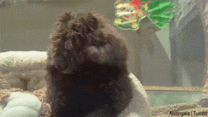 Baby GIF. Schattig Demi lovato Baby Gifs Mooi Lach Aw Schattig gif Lach gif Demi lovato gif Lova 