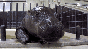 Baby GIF. Bang Baby Gifs 