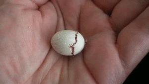 Baby GIF. Baby Pa Gifs Reactie  Meme Reddit Aww Imgur Ouderschap Ouders Geanimeerde s Reactie s 