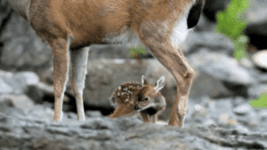 Baby GIF. Ijs Baby Sneeuw Gifs Kind Kleuter Schattige baby Grappige kinderen 