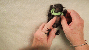 Baby GIF. Baby Engel Prinses Gifs Miss een Jia Gif: missen Ik bracht 80 jaar het verplaatsen 