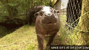 Baby GIF. Baby Gifs Luiaard Heiligdom Ricaanse Costa 