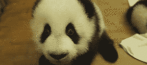 Baby GIF. Baby Lol Gifs Plezier Animatie Celebs Gif Foxadhd Animatie overheersing highdef Cartoon 