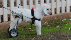 Baby GIF. Ijs Baby Sneeuw Gifs Kind Kleuter Schattige baby Grappige kinderen 