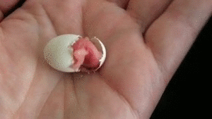 Honden GIF. Dieren Bulldog Puppy Baby Geloof Frans Gifs Hond  Jumping Gemengd Sprong Groeien Vertrouwen 