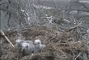 Baby GIF. Dieren Fles Baby Gifs Dragen 
