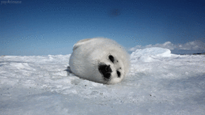 Baby GIF. Baby Engel Prinses Gifs Miss een Jia Gif: missen Ik bracht 80 jaar het verplaatsen 