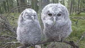 Baby GIF. Baby Tv Gifs Reactiongifs Mrw 