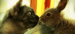 Baby GIF. Liefde Snoep Film Abbie Baby Tv Gifs Filmsterren Heath ledger Paar Paradijs Niet mijn Mijn liefde 