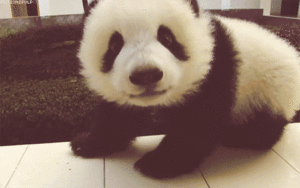 Baby GIF. Dieren Olifant Baby Gifs Lopend Opgewonden 