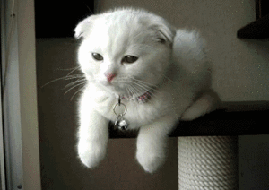 Baby GIF. Liefde Baby Kat Gifs Snuffelen 