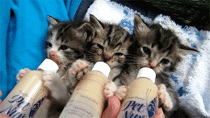 Beyoncé GIF. Muziek Artiesten Beyonce Baby Gifs Animatie Celebs Nieuws Gif Animatie overheersing highdef Carto 