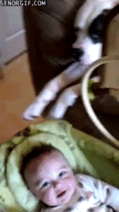 Olifant GIF. Dieren Olifant Baby Gifs 