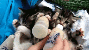 Baby GIF. Katten Baby Kat Gifs Vliegend 15folds Daddy November2012 Superheros Ustwo 