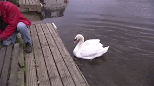 Baby GIF. Ballen Schattig Baby Kinderen Tv Gifs 
