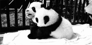 Baby GIF. China Baby Gifs Metro Taiwanese animatie Nmatv Openbaar vervoer Vandalisme Plassen Toer 