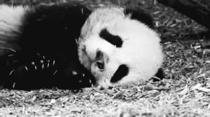 Baby GIF. Puppy Baby Gifs Dit is zo leuk ik kon kotsen Desty Scissorsafely Lol ik haat niet wetend w 