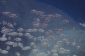 Baby GIF. Baby Engel Prinses Gifs Miss een Jia Gif: missen Ik bracht 80 jaar het verplaatsen 