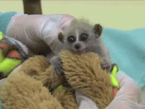 Baby GIF. Baby Super Gifs Dans Stijl Advertentie Gangnam Kom 