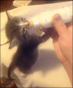 Baby GIF. Baby Eekhoorn Gifs 