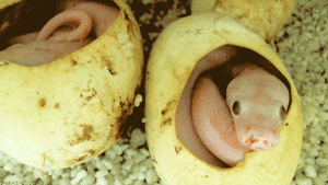 Baby GIF. Baby Tv Gifs Reactiongifs Mrw 