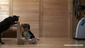 Baby GIF. Dieren Baby Leeuw Gifs Partij Zo hongerig Hes slechts een kleine zebra Leeuw probeert bab 
