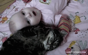 Baby GIF. Struisvogel Baby Gifs Tonen Af 