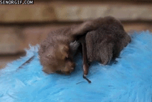 Baby GIF. Puppy Baby Gifs Dit is zo leuk ik kon kotsen Desty Scissorsafely Lol ik haat niet wetend w 