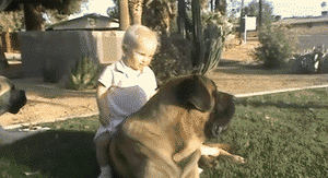 Baby GIF. Dieren Olifant Baby Gifs Romp Moeder Toss Zaagsel 