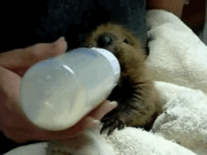 Baby GIF. Dieren Baby Gifs 