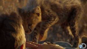 Baby GIF. Schattig Baby Gifs  Gif Vos Animatie overheersing highdef Animatie overheersing Vos adhd 