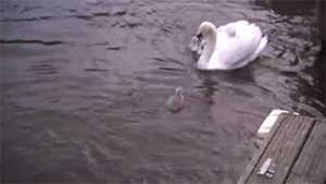 Baby GIF. Baby Gifs Voortvarend Chimpansee Rivier Animalsbeingdicks 