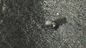 Baby GIF. Liefde Baby Kat Gifs Snuffelen 