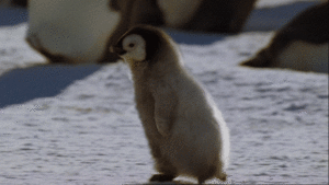 Baby GIF. Dieren Groot Olifant Baby Gifs Oor Klep 