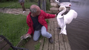 Baby GIF. Baby Voedsel Gifs Dier Ware verhaal Lolwut Curryfullofswagz Leeuwin 