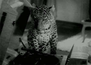 Baby GIF. Katten Liefde Baby Kawaii Kat Gifs Plezier 