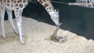 Baby GIF. Schattig Baby Gifs Prins Jong G: jong Oh dit smile 
