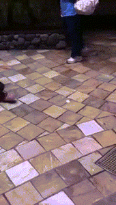 Baby GIF. Dieren Olifant Baby Gifs 