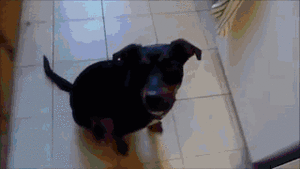 Baby GIF. Disney Film Baby Verwarde Gifs 