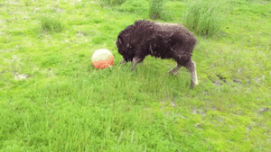 Baby GIF. Dieren Olifant Baby Gifs Schoen 