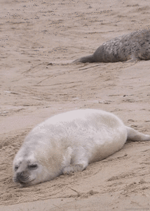 Baby GIF. Baby Lol Gifs Plezier Animatie Celebs Gif Foxadhd Animatie overheersing highdef Cartoon 