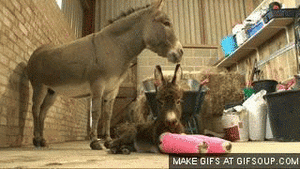 Baby GIF. Dieren Baby Stinkdier Gifs Hand 