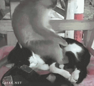 Baby GIF. Dansen Baby Gifs Avontuur tijd Fin Buff kindje 