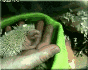 Baby GIF. Baby Geld Gifs Zwart en wit Idgaf 