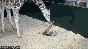 Baby GIF. Baby Gifs Vos Animatie overheersing highdef Animatie overheersing Vos adhd Uitdrukking Vi 