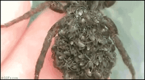 Honden GIF. Dieren Eten Soep Schattig Puppy Baby Ziek Gifs Hond Nom Hongerig Aww Voeden Het eten Voede 