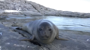 Baby GIF. Baby Lol Voedsel Gifs Vos G Animatie overheersing highdef Animatie overheersing Vos adhd 