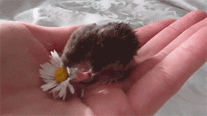 Baby GIF. Baby Engel Prinses Gifs Miss een Jia Gif: missen Ik bracht 80 jaar het verplaatsen 