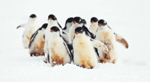 Baby GIF. Dieren Baby Gifs 