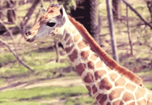 Baby GIF. Baby Gifs Parken en rec 